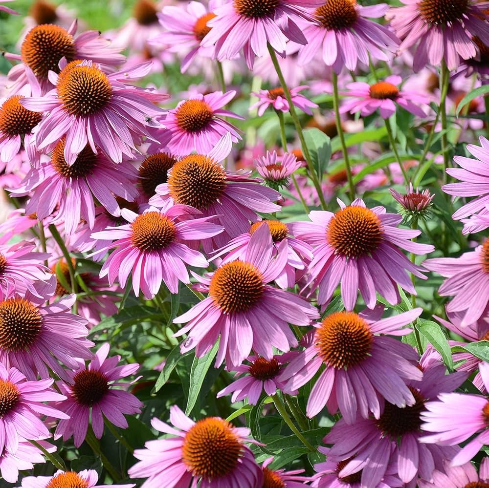 Purple Echinacea Wildflower Seeds for Planting - Heirloom & GMO Free Seeds, To attract Pollinators & Bees - Echinacea for planting in home garden